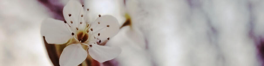 a bradford pear blossom